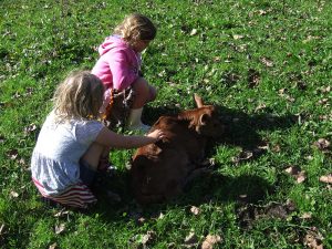 Teacher in the Paddock - Kids & Calf