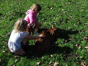 Teacher in the Paddock - Kids & Calf